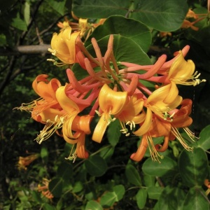 Mâna Maicii Domnului / Caprifoi Lonicera Mandarin – Ghiveci H 60 -70 cm - Img 3