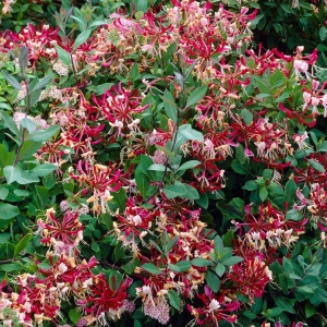 Mâna Maicii Domnului / Caprifoi Lonicera Red World – Ghiveci H 60 -70 cm - Img 2
