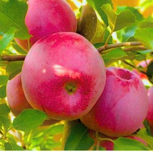 Măr Florina - Anul 2-3 - Înălţime la livrare 170-190 cm - Img 2