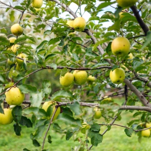 Măr Golden Delicious - Anul 2-3 - Rădăcină Ambalată - Img 2