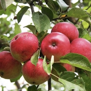 Măr Red Melba - Anul 2-3 - Rădăcină Ambalată - Img 2