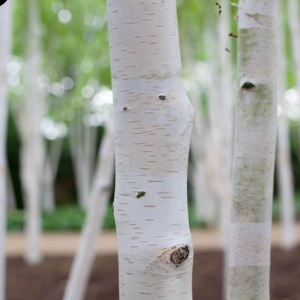Mesteacan Alb Pur Doorenbos (Betula Utilis) - Ghiveci 2L - H 1m - 1m30 cm - Img 1