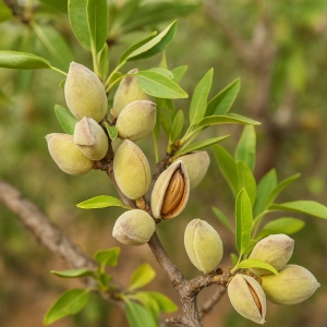 Migdal Guara - Rădăcină Ambalată Anul 3