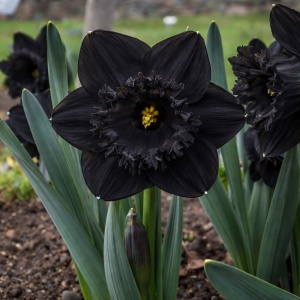 Narcise - Black Velvet Majesty – Pachet 3 bulbi