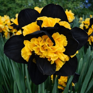 Narcise Duble - Narcisa Obsidian Goldflare – Pachet 3 bulbi