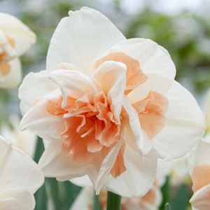 Narcise - Replete – Pachet 3 bulbi