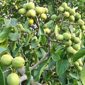 Nuc - Anul 3, ghiveci 3l - Pom Fructifer Productiv și Durabil - Floraria Aqua - Img 1