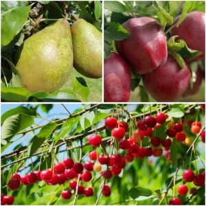 Pachet Promo 3 Pomi Fructiferi – Livrare din 15 septembrie-1 x Par Contesa de Paris, 1 x Mar Starkrimson, 1x Visin Meteor - Radacina Ambalata