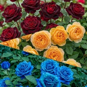 Pachet Promo 3 Trandafiri Floribunda – Blue Majesty, Red Rose Blush, Warm Glow – Rădăcină Ambalată, Anul 2