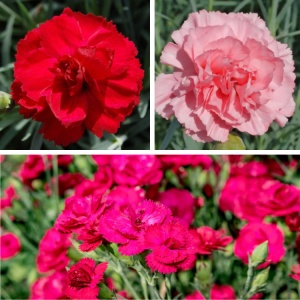 Pachet Promo 3 x Ghivece - Garofite Parfumate - Fuchsia, Rosu, Roz