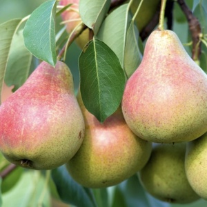 Par Favorita lui Clapp - Anul 2-3 - Înălţime la livrare 170-190 cm - Img 3