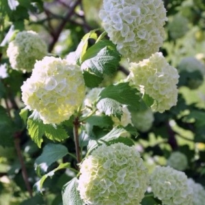 Plantă de exterior- Bulgare de zapada - Viburnum Opulus – Plantă la ghiveci 3L - Aqua Flowers - Img 2