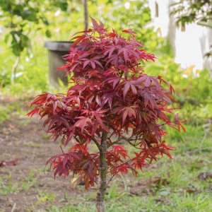 Plantă decorativă - Artar Japonez - Firecracker – Ghiveci 3L - Img 3