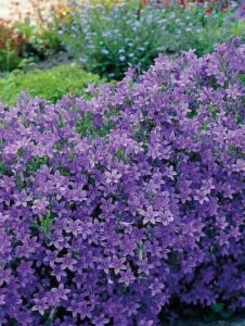 Plantă decorativă - Campanula - Floraria Aqua - Img 3