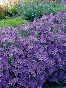 Plantă decorativă - Campanula - Img 3