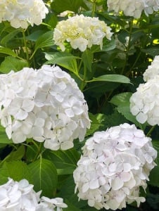 Plantă decorativă - Hortensia - Aqua Flowers - Img 2