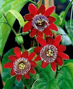 Plantă decorativă - Passiflora caerulea Alata Red - ghiveci 2L - Aqua Flowers - Img 1