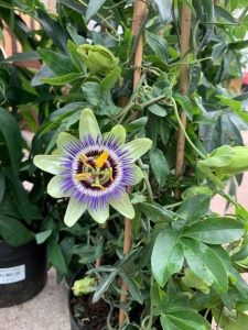 Plantă decorativă - Passiflora caerulea - ghiveci 2L - Aqua Flowers - Img 2