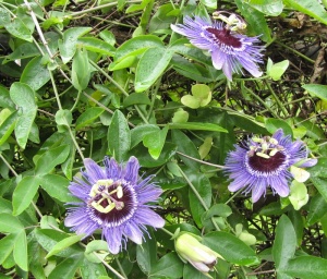 Plantă decorativă - Passiflora caerulea Purple Haze - ghiveci - Img 2
