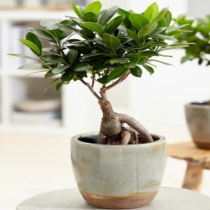 Plantă interior - Ficus Bonsai Ginseng - Img 2