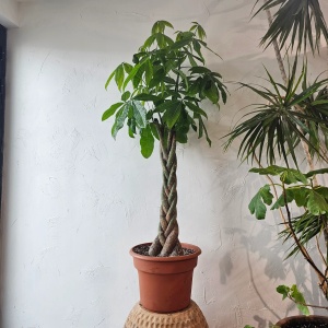 Plantă interior - Pachira Aquatica (planta banilor) - Img 2
