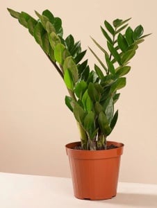 Plantă interior - Zamioculcas - Aqua Flowers - Img 2