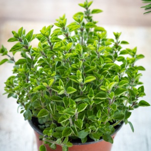 Plante aromatice - Oregano - Ghiveci - Img 2