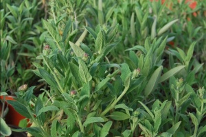 Plante aromatice - Salvie - Ghiveci - Aqua Flowers - Img 3