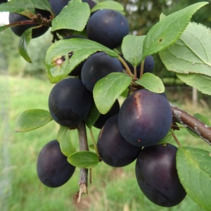 Pom fructifer-Prun Black Top - Anul 3 -Radacina ambalata