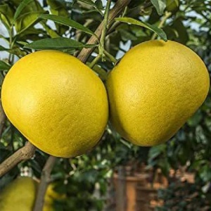 Pomelo (Citrus Maxima) Anul 3 Altoit – Ghiveci – H 140-160 cm - Img 2