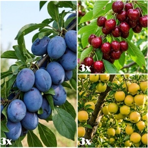 Pomi fructiferi- Pachet Promo 9 Pomi Fructiferi- 3 x Prun Tuleu Gras, 3 x Mar Golden, 3 x Cireș Kordia – Rădăcină Ambalată - Anul 3