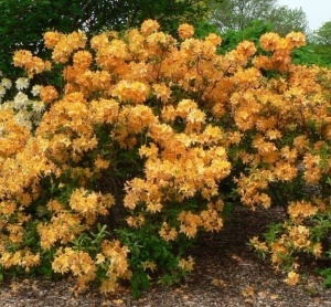 Rhododendron - Golden Fire - Ghiveci 2L H 50 - 60 cm - Img 2