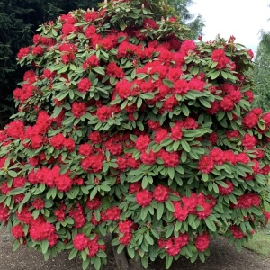 Rhododendron - Nova Zembla - Ghiveci 5L - Img 3