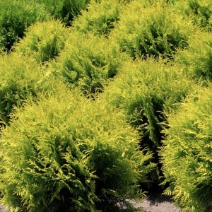 Thuja - Miriam Gold - ghiveci 2L - Img 3