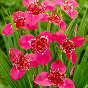 Tigridia - Pink – Pachet 5 bulbi - Img 2