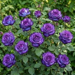 Trandafir „Obsidian Purple" – violet intens, Rădăcină ambalată -Anul 2