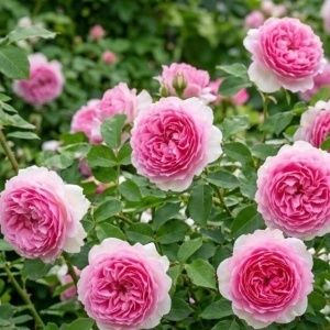 Trandafir Floribunda Parfumat Pink Ballerina- Radacina ambalata- Anul 2