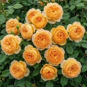Trandafir Floribunda Parfumat Warm Glow- Radacina ambalata- Anul 2
