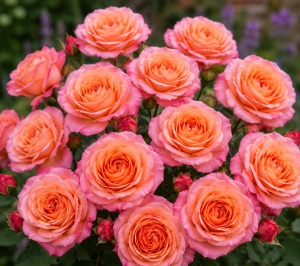 Trandafir Mini-Tufă „Coral Dream”-parfumat - Anul 2 -Ghiveci P14