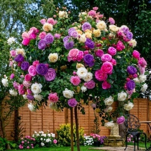Trandafir Pomisor "Purple Love" Parfumat – Rădăcină Ambalată – H 150-160 cm