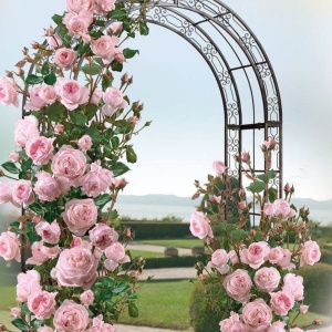 Trandafiri cățărător - Blush Elegance - Rădăcină Ambalată