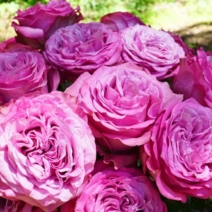 Trandafiri cățărător - Pink Purple - Ghiveci 3L - Aqua Flowers - Img 2