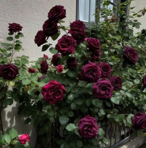 Trandafiri Cățărători Burgundy Parfumați -Anul 3 - Radacina Ambalata