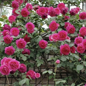 Trandafiri cățǎrători - Parade - Rădăcină Ambalată