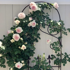 Trandafiri cățǎrători - Pierre Ronsard - Rădăcină Ambalată