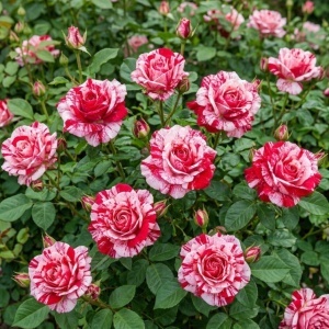 Trandafiri Floribunda Parfumati Magic Swirl - Radacina ambalata- Anul 2