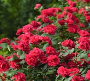 Trandafiri Floribunda - Red - Ghiveci 2L - Anul 3 - Img 3