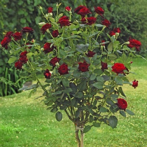 Trandafiri pomișor - Barkarola Parfumat Bordo - Aqua Flowers