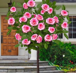 Trandafiri Pomisor - La Minuette - Ghiveci 5L - Anul 2 - înălțime 140-160 cm la livrare - Aqua Flowers - Img 2