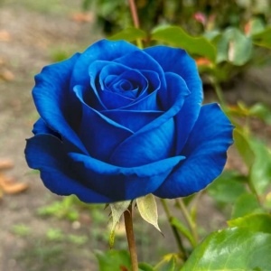 Trandafiri 'Rosa Garden' Hibrizi Blue Monarch - Rădăcină Ambalată Anul 2